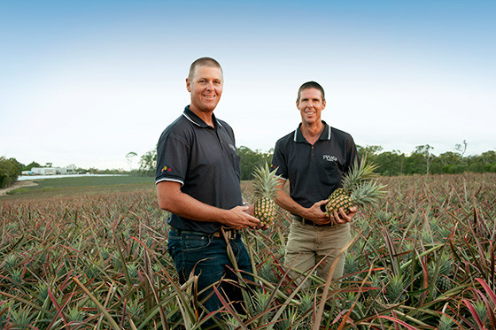 Gavin and Steven Scurr standing in a pineapple field on the Wamuran farm testing fresh pineapples